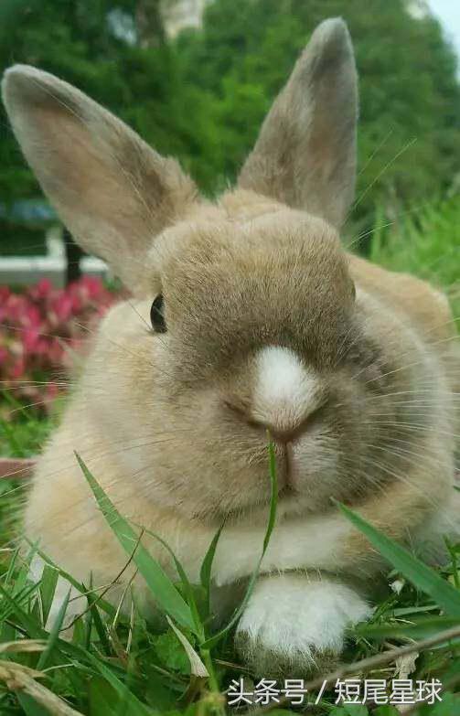 这个季节的兔子,该怎么养兔子兔子一年都不会死