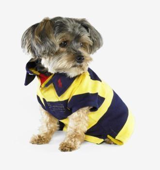 人不如狗系列：住着LV的狗袋，玩着八万元的宠物玩具