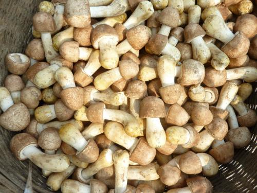 一年采收18次，一个大棚每年增收5万块，是农民见效快的致富项目