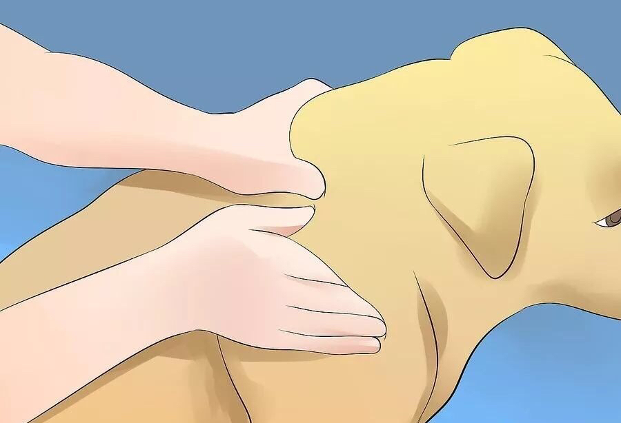 如何帮狗狗腿部按摩,给狗狗按摩的方法