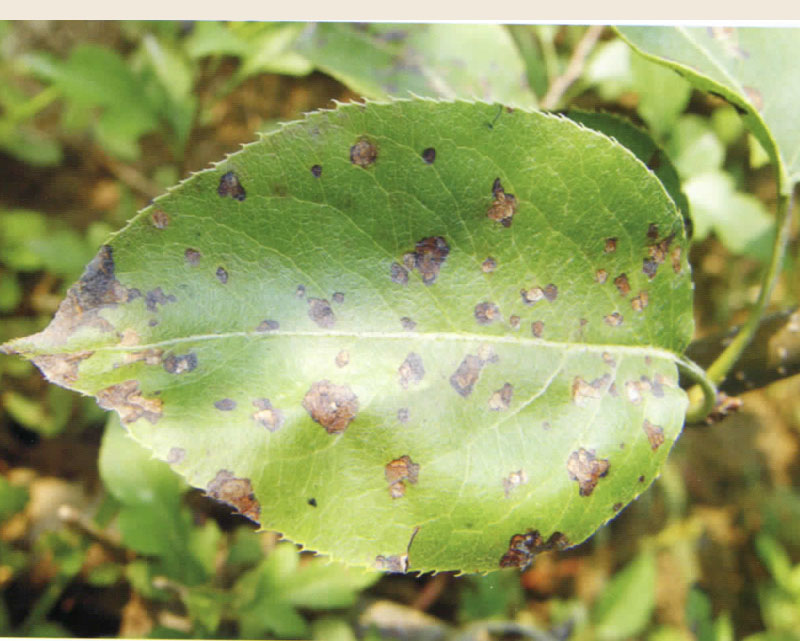 姊ㄨ鏂戠梾鐨勭棁鐘跺強闃叉不鎺柦,姊ㄨ鏂戠梾鐨勭棁鐘跺強闃叉不