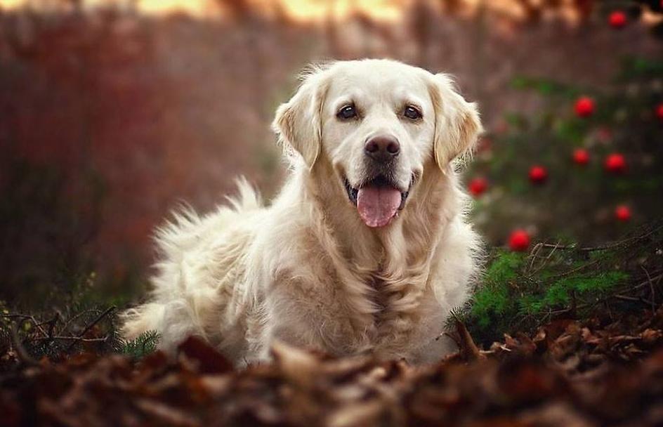 养狗狗必备药品清单图片,养狗狗需要哪些营养品