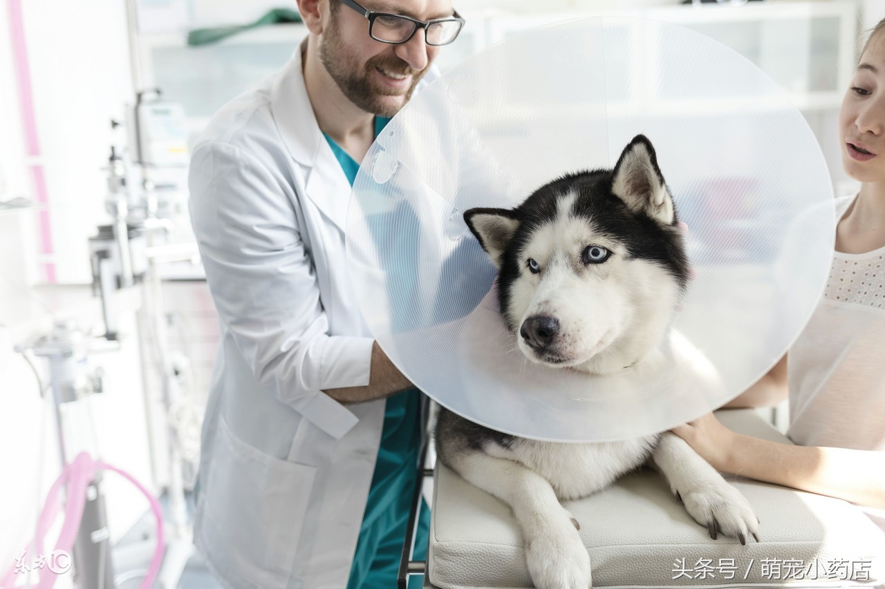 如果养狗一年能花多少钱,如果养狗你会选哪一只