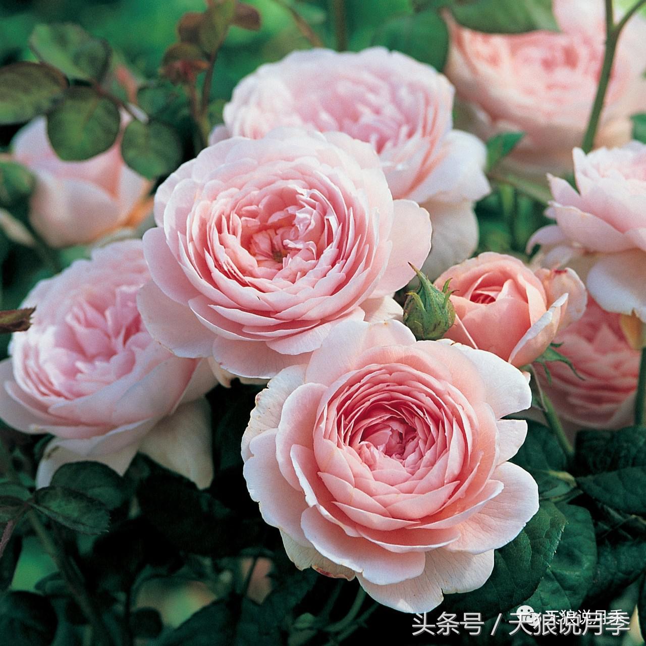 月季的各个品种都是怎样命名的,月季千千万万