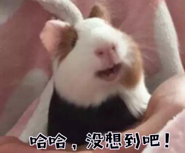 荷兰猪的牙有几个,荷兰猪的牙齿啥颜色