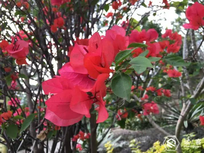 iphone6s测试视频,iphone6试用机