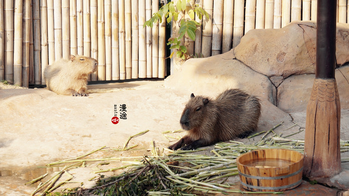 新年广州珠海长隆游记,广州珠海长隆澳门自由行攻略