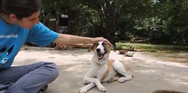 狗狗头上长大脓包是怎么回事,狗狗头部水肿它会自然好吗