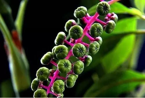 可怕的虫子小学生,恐怖虫子从哪里爬出来