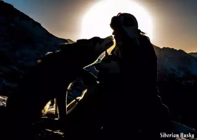 西伯利亚雪橇犬哈士奇白牙,西伯利亚雪橇犬哈士奇解说视频