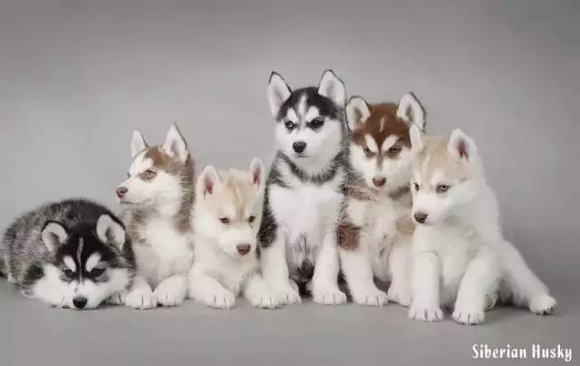 西伯利亚雪橇犬哈士奇白牙,西伯利亚雪橇犬哈士奇解说视频