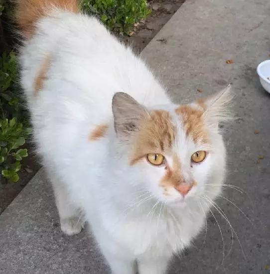 2021年上海领养狗狗,上海领养小动物的地方