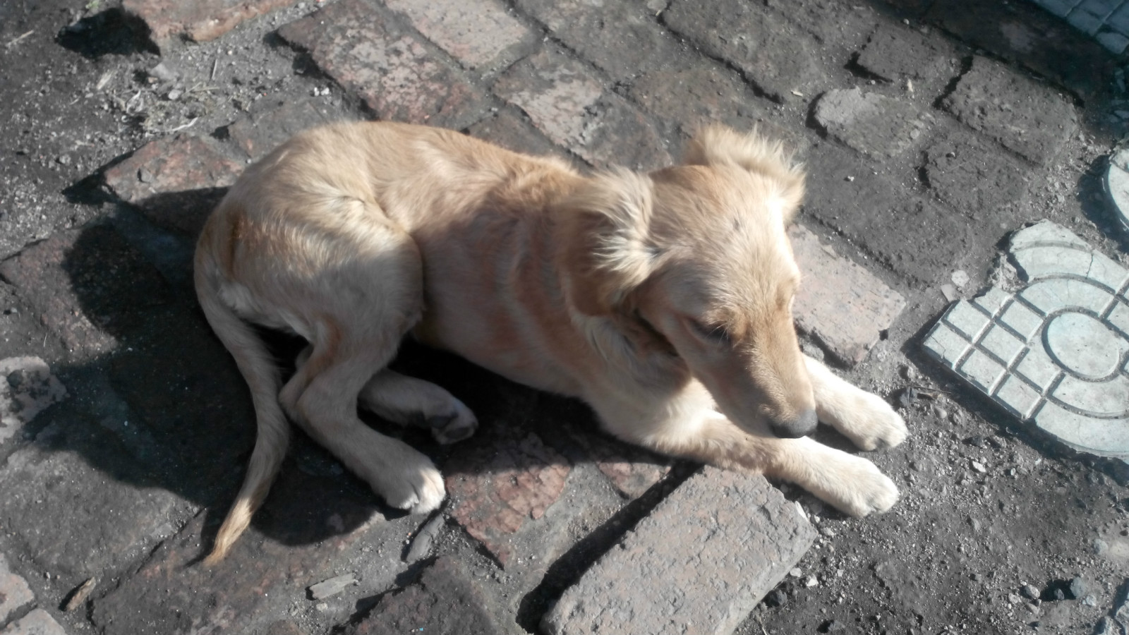 狗狗误吃治疗癫痫的药,如何预防狗狗癫痫发作