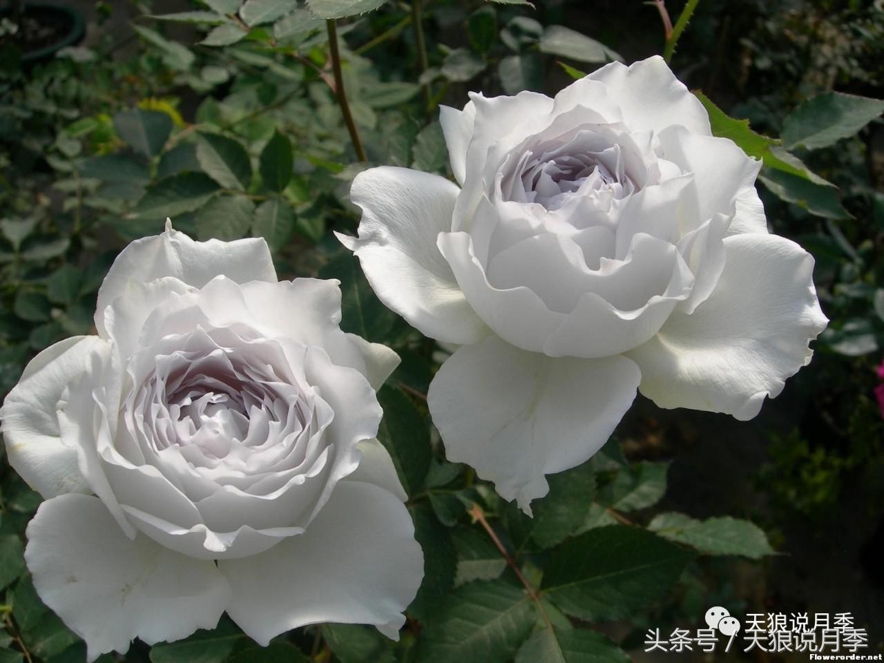 月季的各个品种都是怎样命名的,月季千千万万