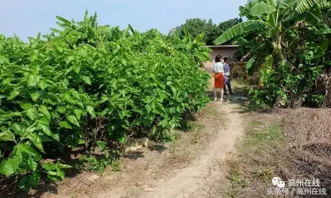 高州有哪些历史遗迹景点,高州建筑文物