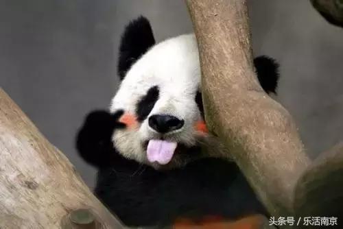 南京最贵私立幼儿园收费一览表,南京最贵的国际幼儿园