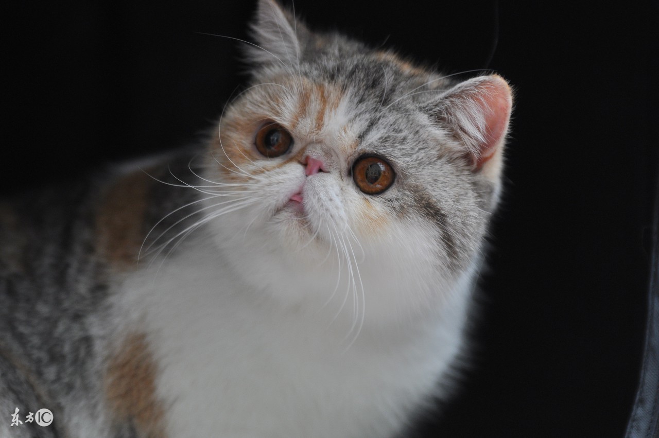 猫咪掉毛粘的衣服到处都是怎么办,猫咪掉毛严重这6招轻松解决问题