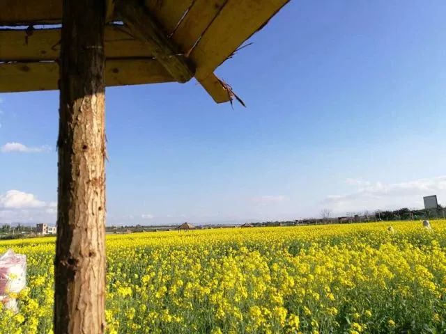 蒙自尼苏小镇有油菜花吗,蒙自尼苏小镇现在有花吗