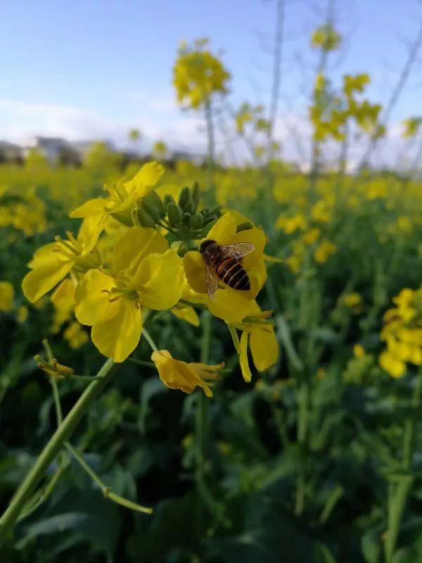 蒙自尼苏小镇有油菜花吗,蒙自尼苏小镇现在有花吗