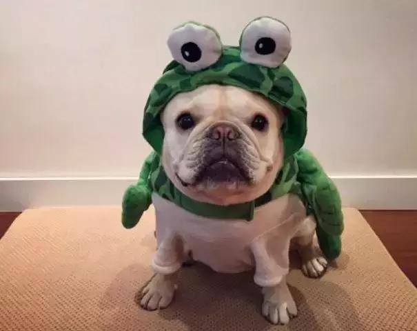 斗牛犬眼睛长出一层白膜怎么治？