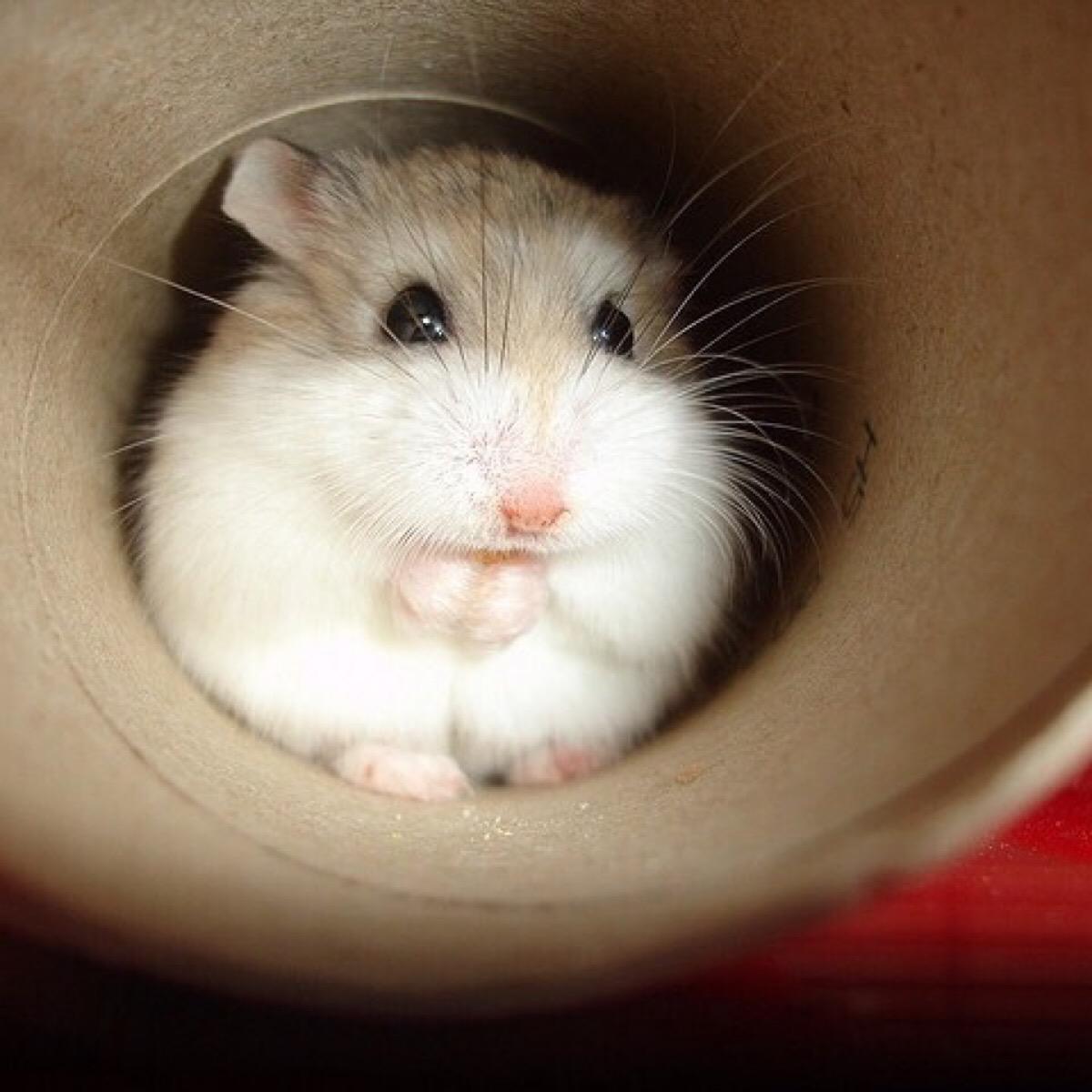 你适合养什么宠物图片大全,你适合养什么小宠物程序