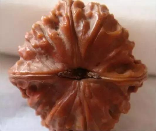 文玩核桃品种图鉴大全前十名,文玩核桃手串品种大全