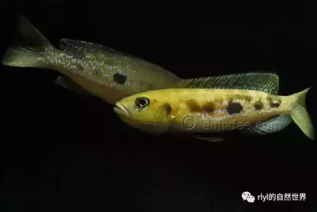 「鱼标本戏说非洲慈鲷」第二章:威严庄重的坦湖酋长——大型炮弹