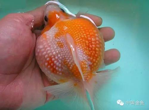 鳞片怪异的金鱼品种大全,国粹金鱼品种介绍之珍珠金鱼
