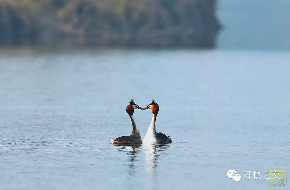 各路大鸟说:秀恩爱,那必须去春天的西湖啊!(拍鸟地图附上)