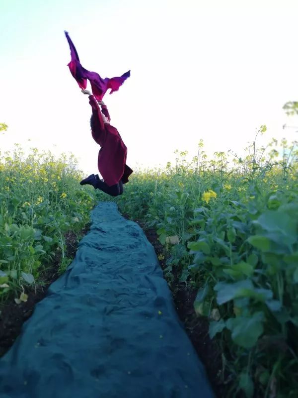 尼苏油菜花,快来打卡油菜花