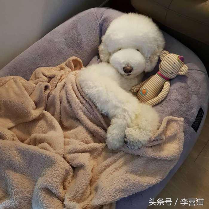 贵宾抱抱熊,抱抱熊特大深红色