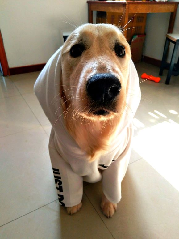 花了600买一只羊,花600买了只猫