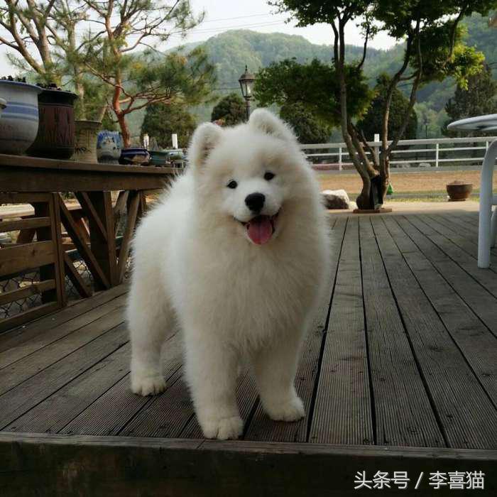 微笑天使萨摩耶，汪星人知名组合雪橇三傻中的一股清流！