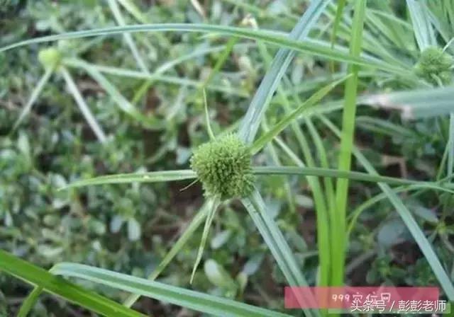 每日一学草药香附,跟名师学中医一日五练书籍