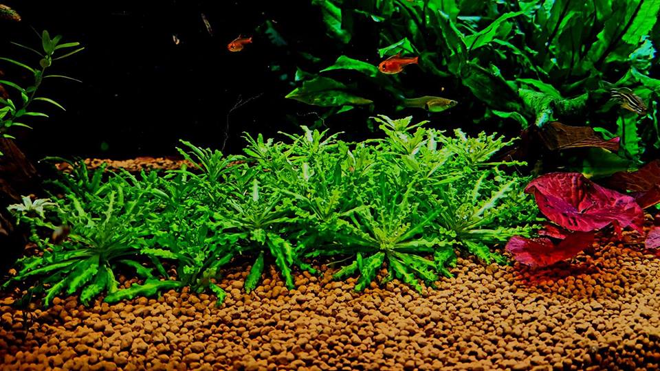 喷泉太阳草怎样种植,喷泉水草怎么养