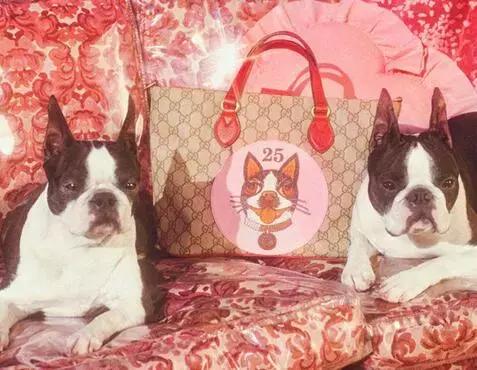 12生肖中一定要好好珍惜的生肖,十二生肖贺岁生肖