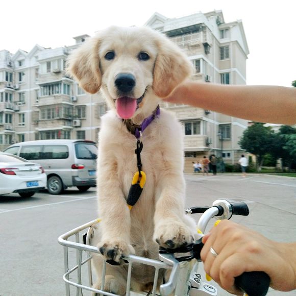 花了600买一只羊,花600买了只猫