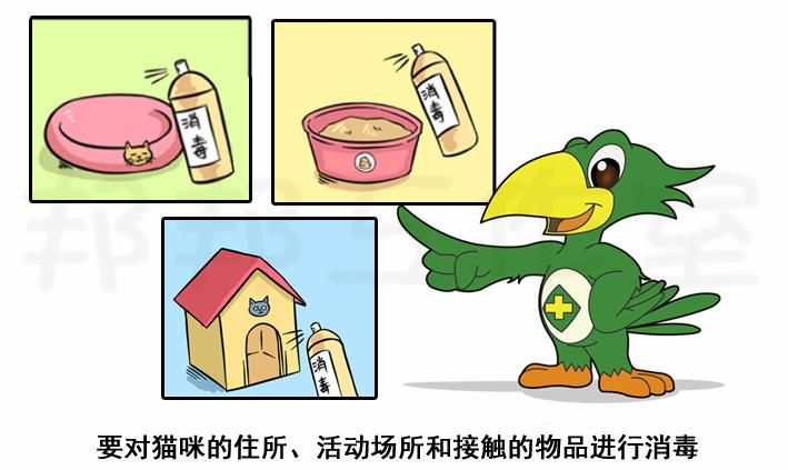 家里养猫难免会被抓伤,家里养猫之后头部被感染