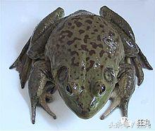 你知道青蛙旅行好玩，但不一定知道真正的青蛙早就玩过太空7日游