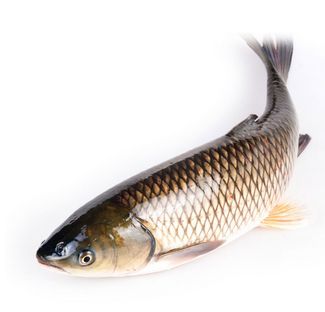 二硫氰基甲烷治小草鱼烂鳃病吗,草鱼烂鳃病如何治疗