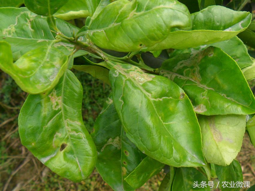 橘树生虫用什么药防治,八种害虫