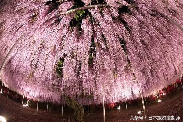 日本浪漫樱花之旅,日本樱花之旅