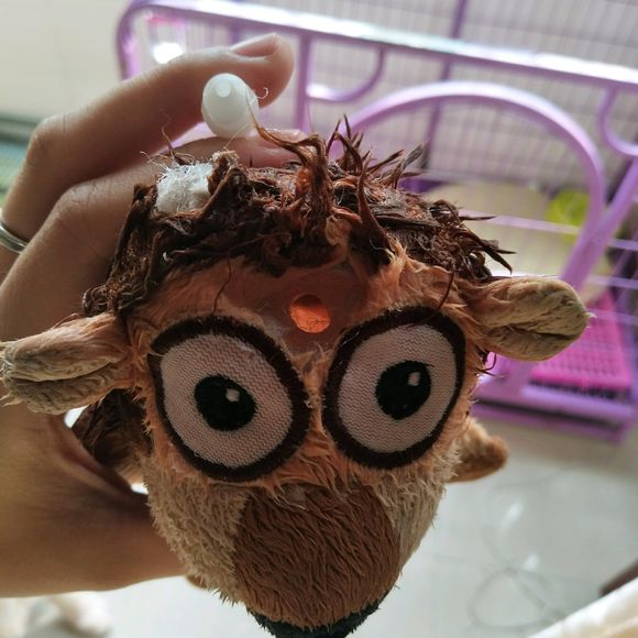 花了600买一只羊,花600买了只猫