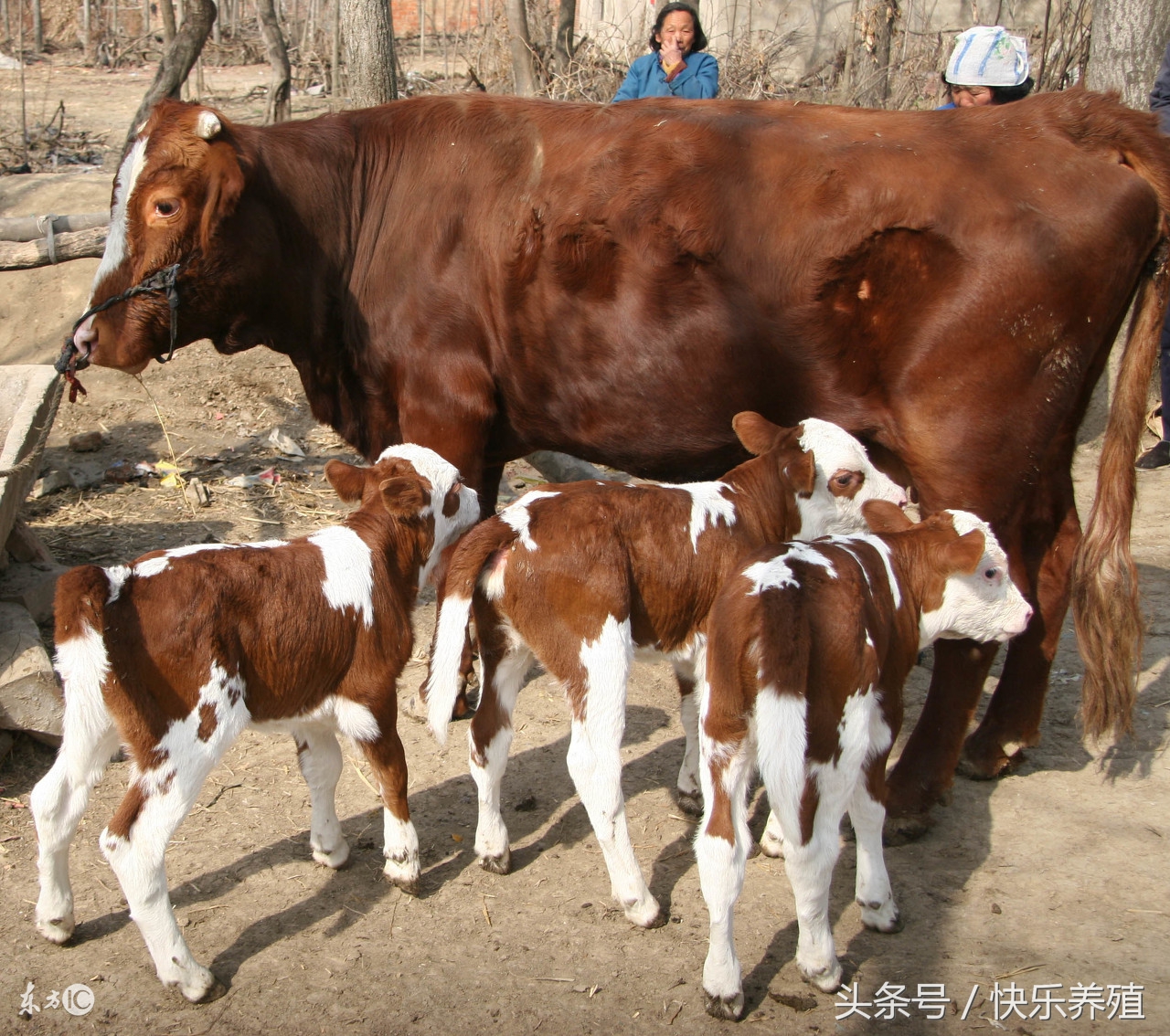 犊牛出生5天喘高烧不退,刚出生小牛犊得了五号病怎么治