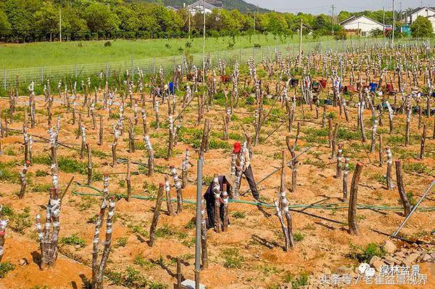 乌饭树做盆景教程,大叶乌饭树和小叶乌饭树都开花吗