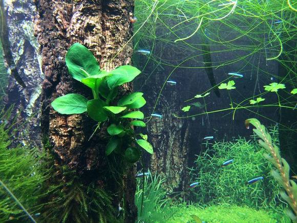 鱼缸怎么样培养硝化细菌,鱼缸如何培养硝化细菌