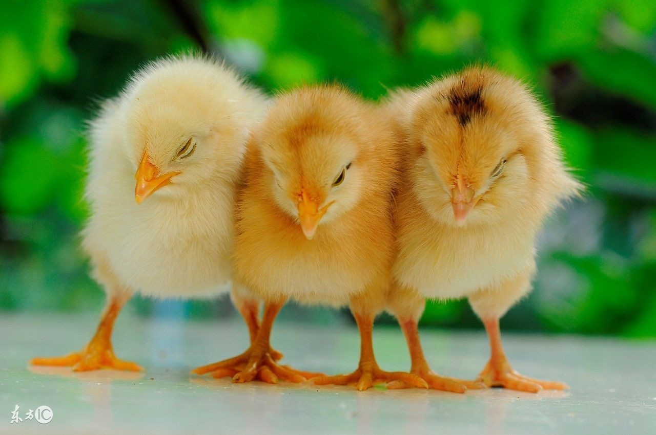 2018年犯太岁的生肖一览表,今年犯太岁的各生肖应该注意什么