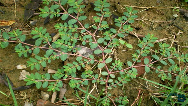 足癣吃一盒百癣夏塔热片会好吗,百癣夏塔热片能治手足癣吗