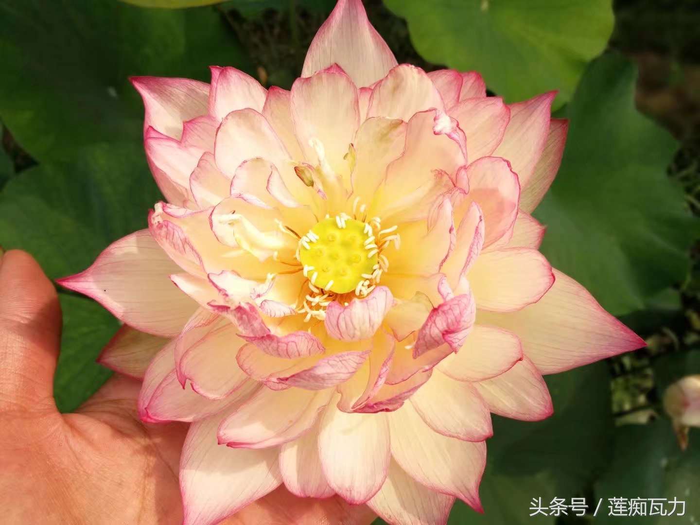 碗莲怎么养殖的方法和技巧图解,碗莲怎么养殖的方法和技巧图片