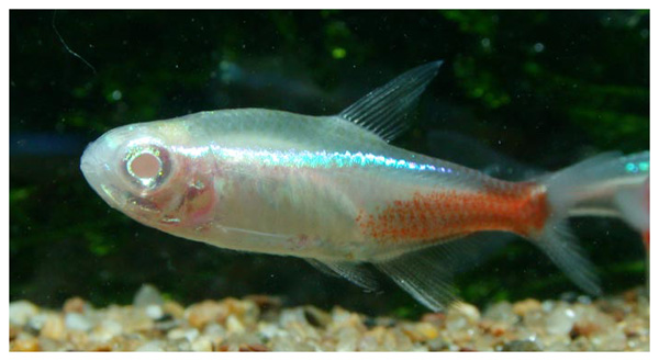 小型红绿灯热带观赏鱼大全,淡水热带红绿灯鱼